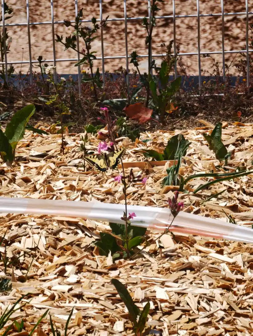 Botaneo Paysagiste Mareuil Sur Lay Dissais Botaneo 8